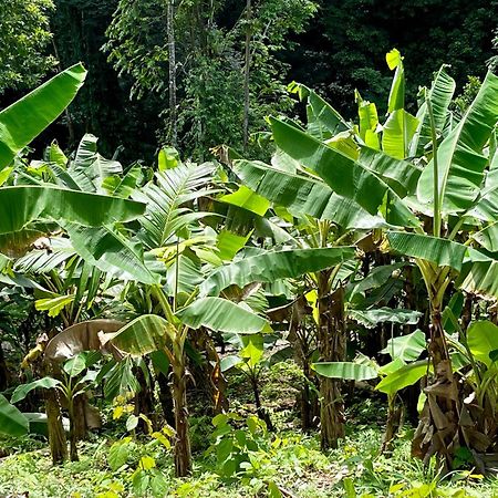 Eden Jungle Lodge 博卡斯德尔托罗 外观 照片