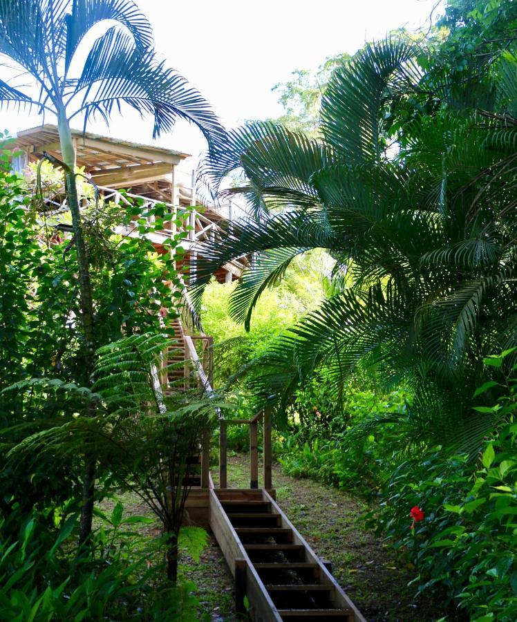 Eden Jungle Lodge 博卡斯德尔托罗 外观 照片