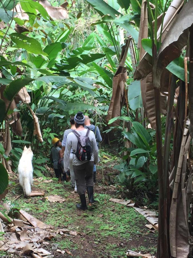 Eden Jungle Lodge 博卡斯德尔托罗 外观 照片