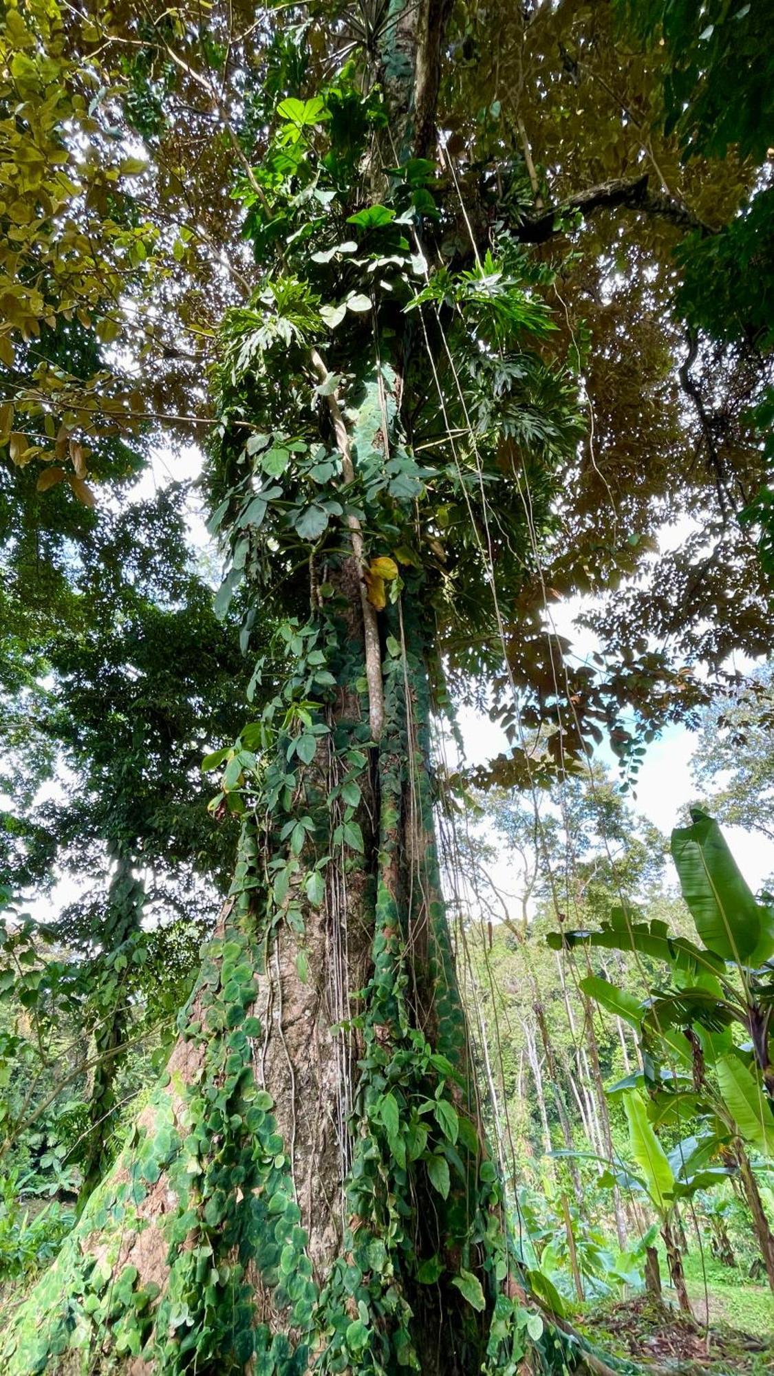 Eden Jungle Lodge 博卡斯德尔托罗 外观 照片